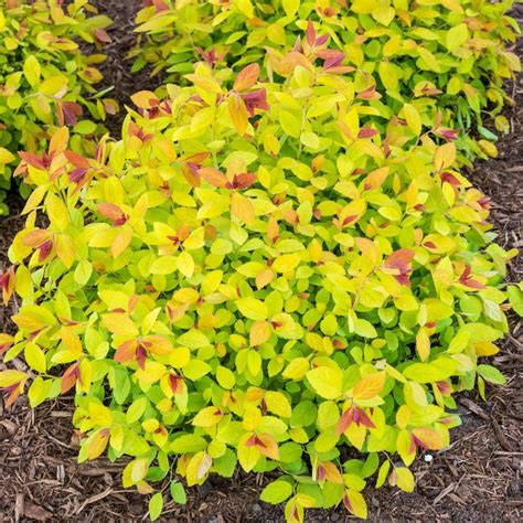 Combining Cultivar Magic Carpet Spirea with Other Perennials for Stunning Results